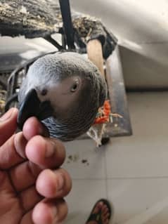 African grey parrot hand tamed