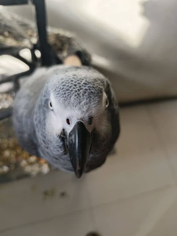 African grey parrot hand tamed 1