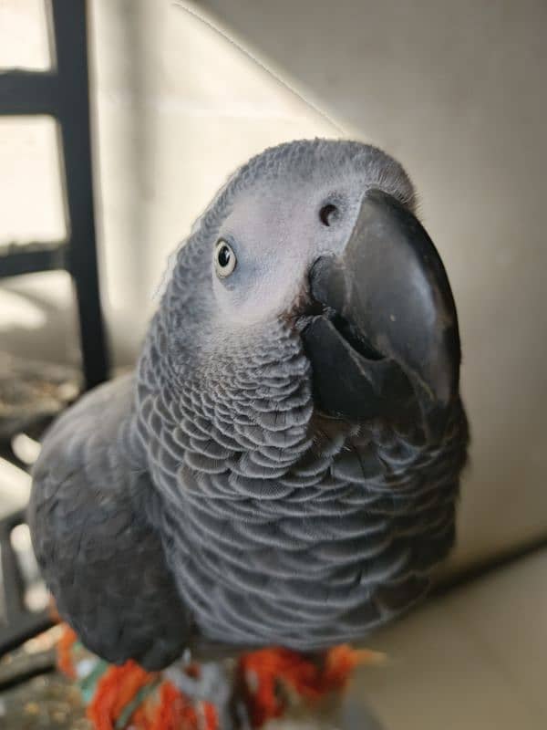 African grey parrot hand tamed 2