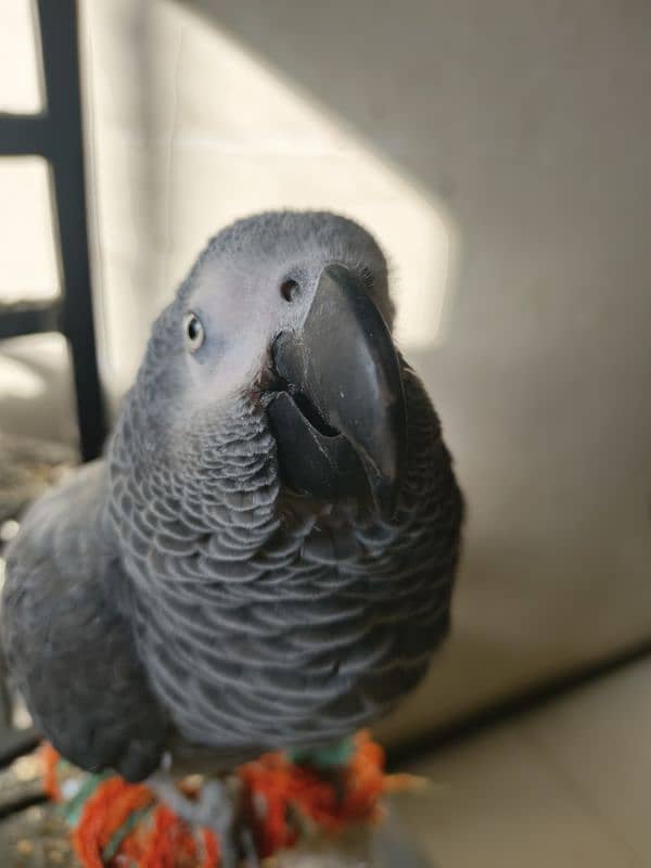 African grey parrot hand tamed 3