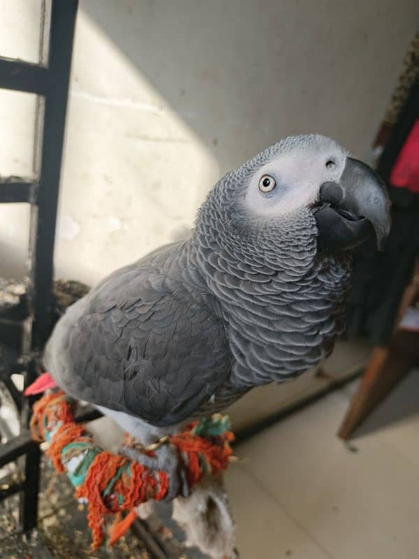 African grey parrot hand tamed 4