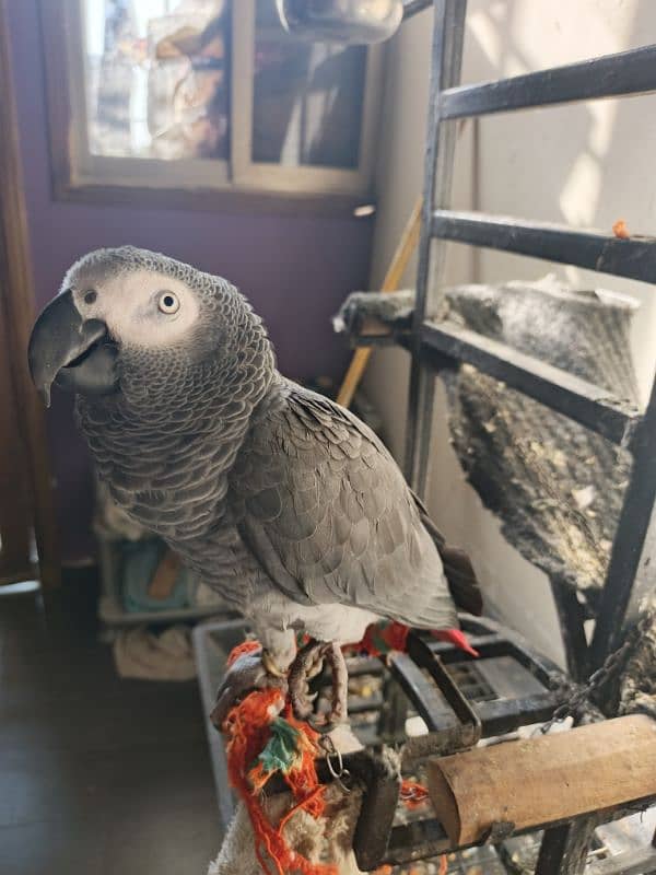 African grey parrot hand tamed 5