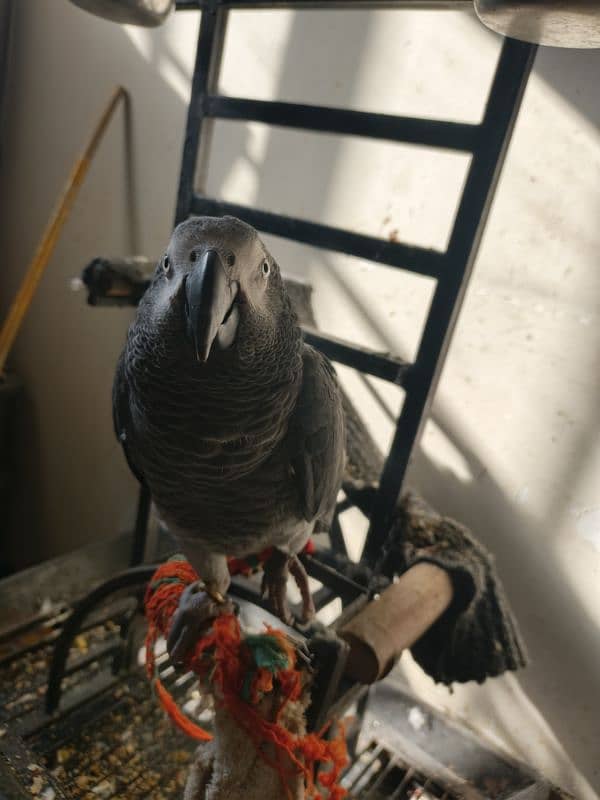 African grey parrot hand tamed 6