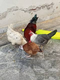 Desi hens for sale