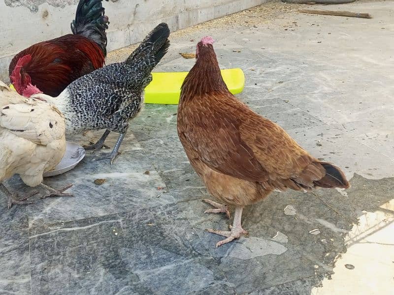 Desi hens for sale 1