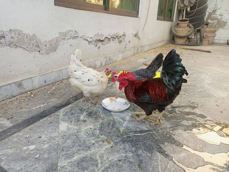 Desi hens for sale 3