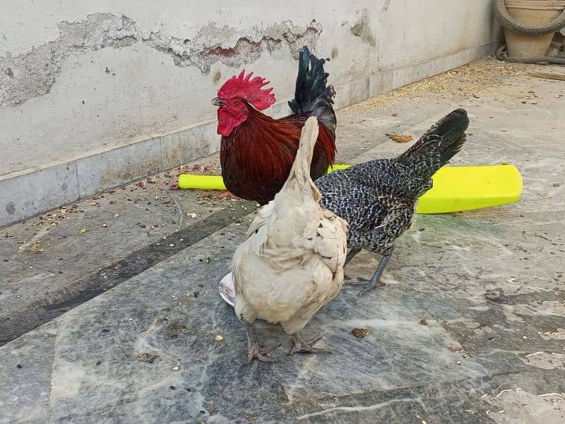 Desi hens for sale 4