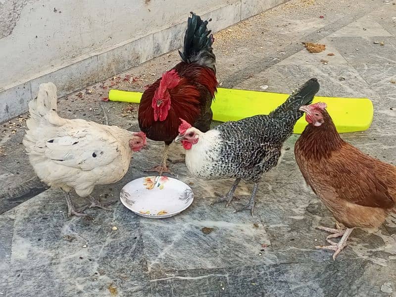 Desi hens for sale 5