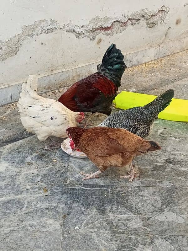 Desi hens for sale 6