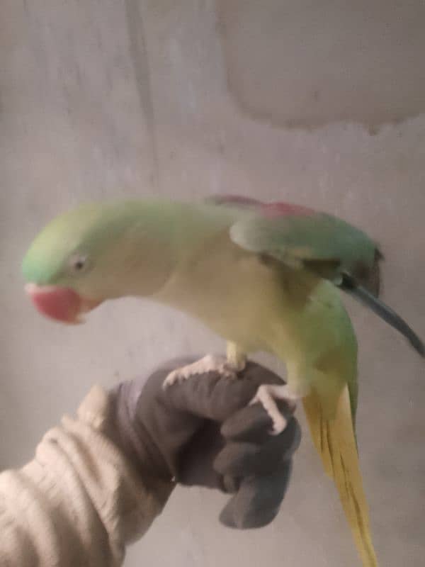 Pahari Raw Hand Tamed female 6