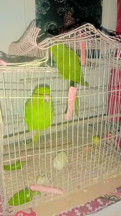 ring neck parrot pair