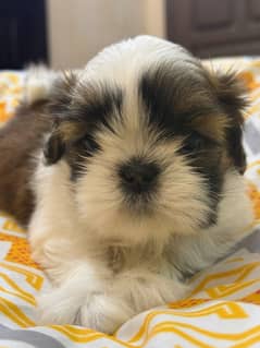 Shih Tzu Quality Shitzu /Shihtzu Highly Pedigreed puppies available