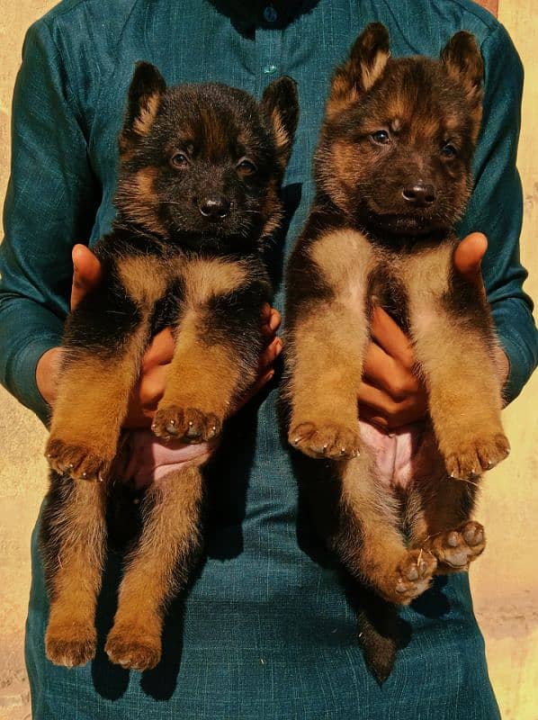 German Shepherd pair long coat pair havey bone for sale 1