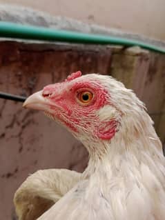 hen