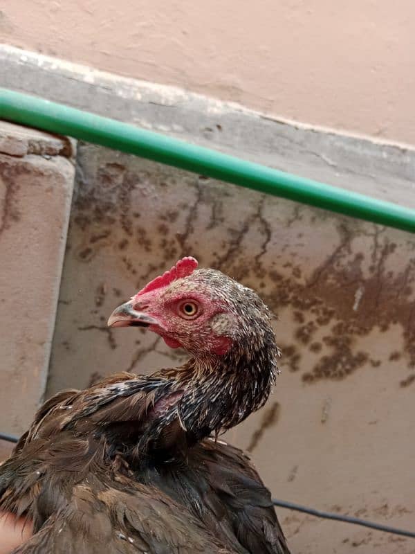 hen for sell 4