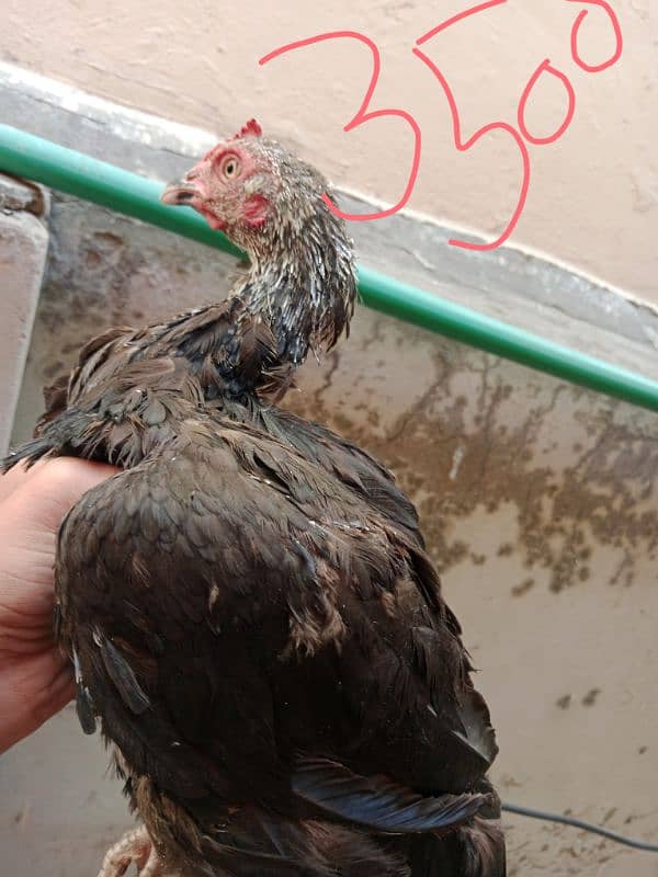 hen for sell 5