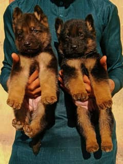 German Shepherd puppy pair long coat top quality for sale