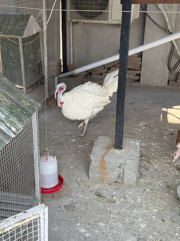 turkey breeding pair 0