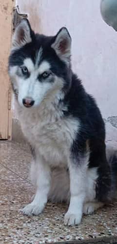 Siberian husky (female)