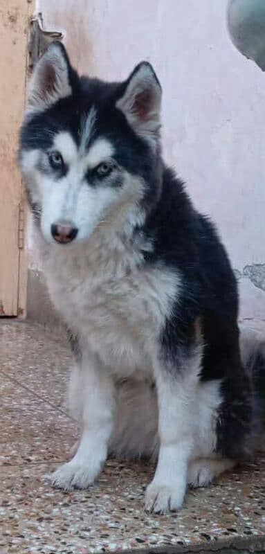 Siberian husky (female) 0