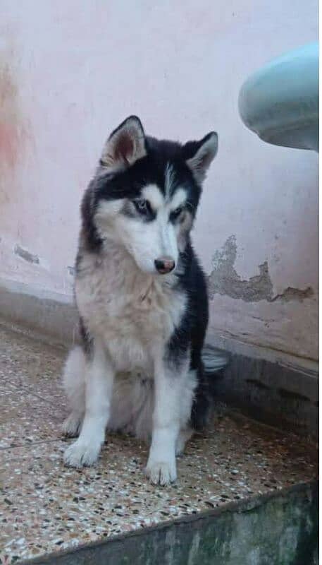 Siberian husky (female) 1