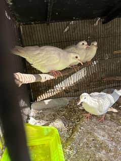 White Khumray | Red Eyes | Dove | Love Birds | Finches (Read Add)