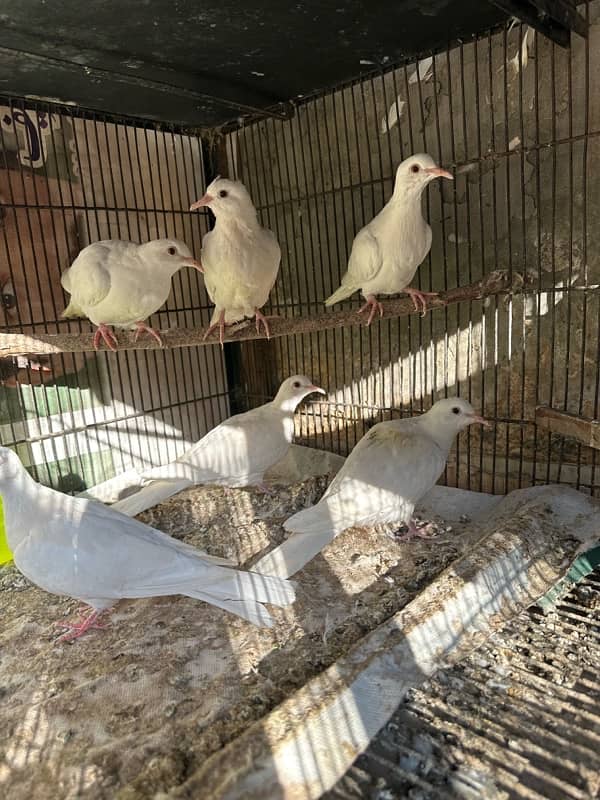 White Khumray | Red Eyes | Dove | Love Birds | Finches (Read Add) 1