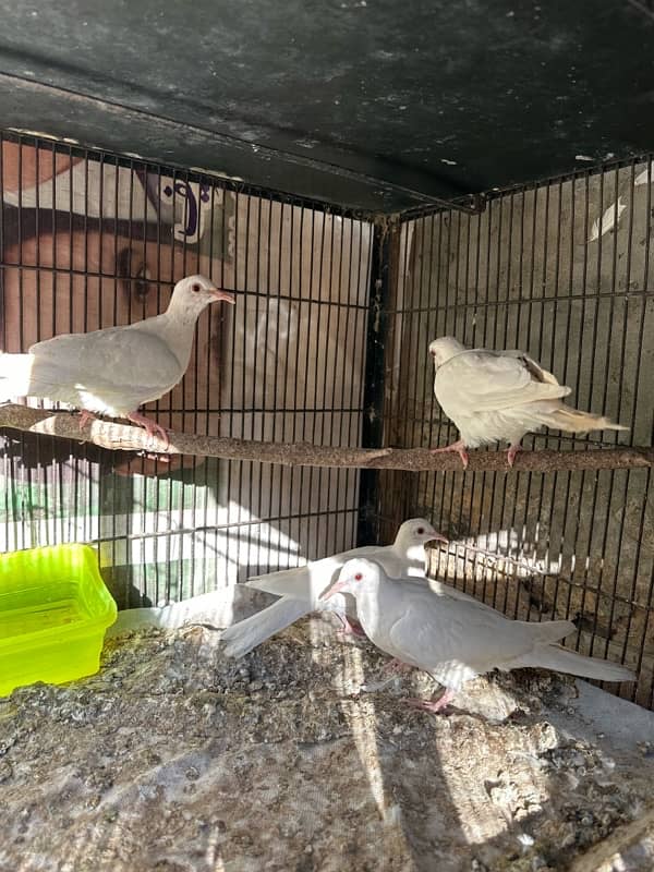 White Khumray | Red Eyes | Dove | Love Birds | Finches (Read Add) 2