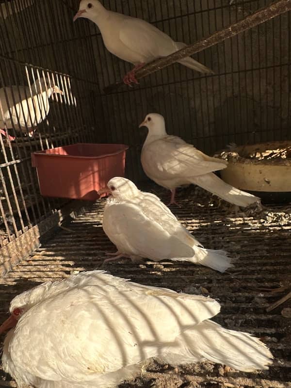 White Khumray | Red Eyes | Dove | Love Birds | Finches (Read Add) 3