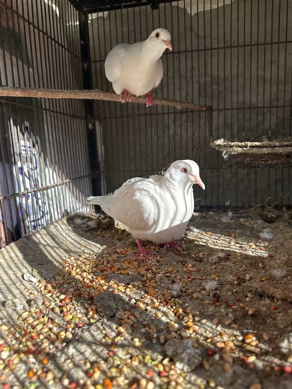 White Khumray | Red Eyes | Dove | Love Birds | Finches (Read Add) 4