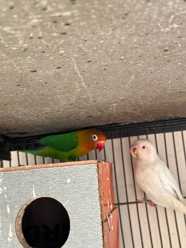 White Khumray | Red Eyes | Dove | Love Birds | Finches (Read Add) 5