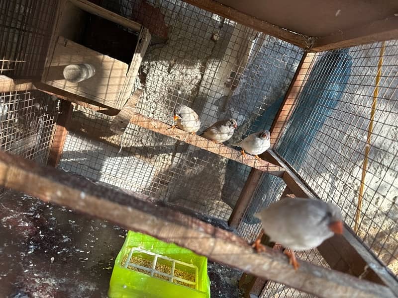 White Khumray | Red Eyes | Dove | Love Birds | Finches (Read Add) 6