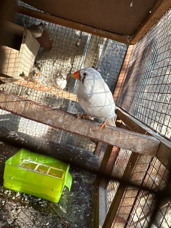 White Khumray | Red Eyes | Dove | Love Birds | Finches (Read Add) 7