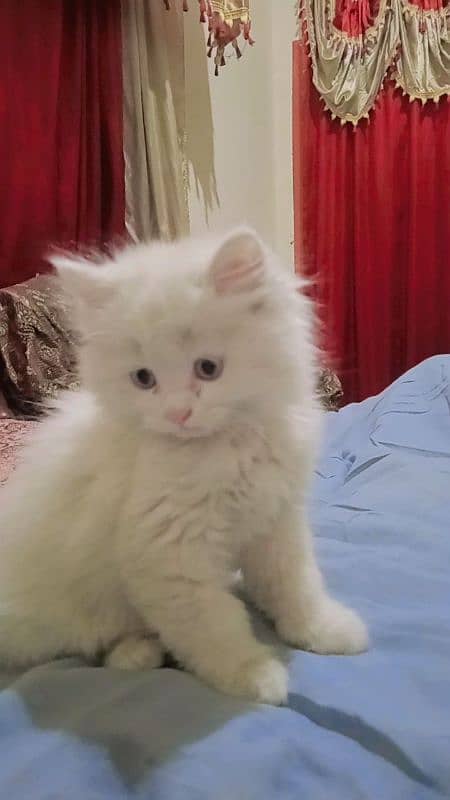 Persian female cat looking for new house 0