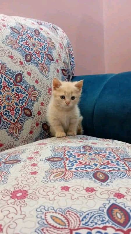 Persian female cat looking for new house 1