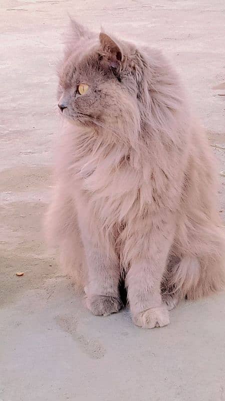 Persian female cat looking for new house 2