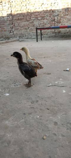 chicks aseel pair For for sale Old 1 month