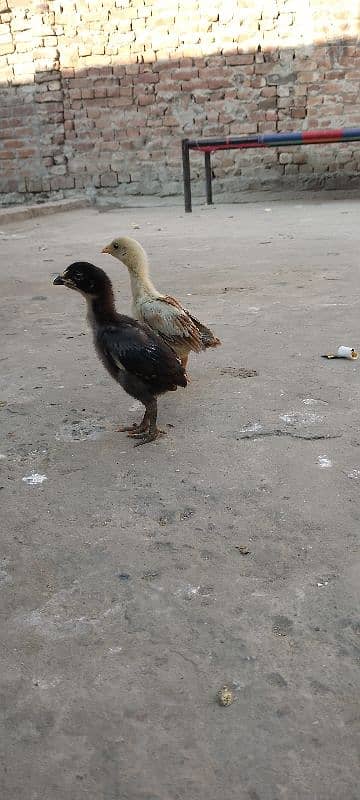 chicks aseel pair For for sale Old 1 month 0