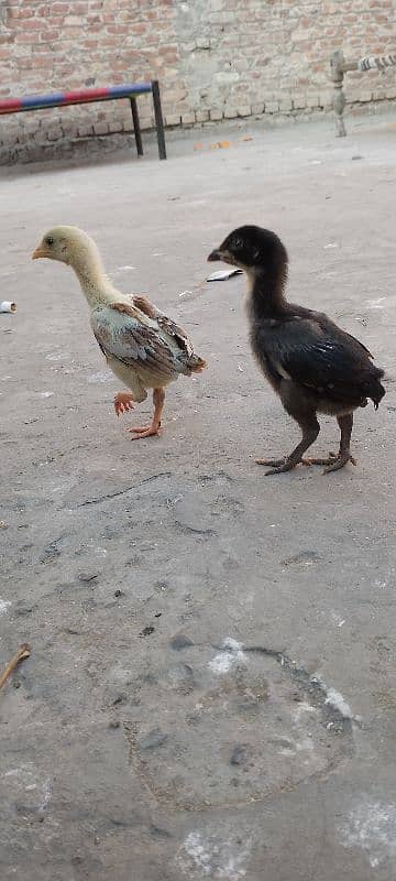 chicks aseel pair For for sale Old 1 month 2