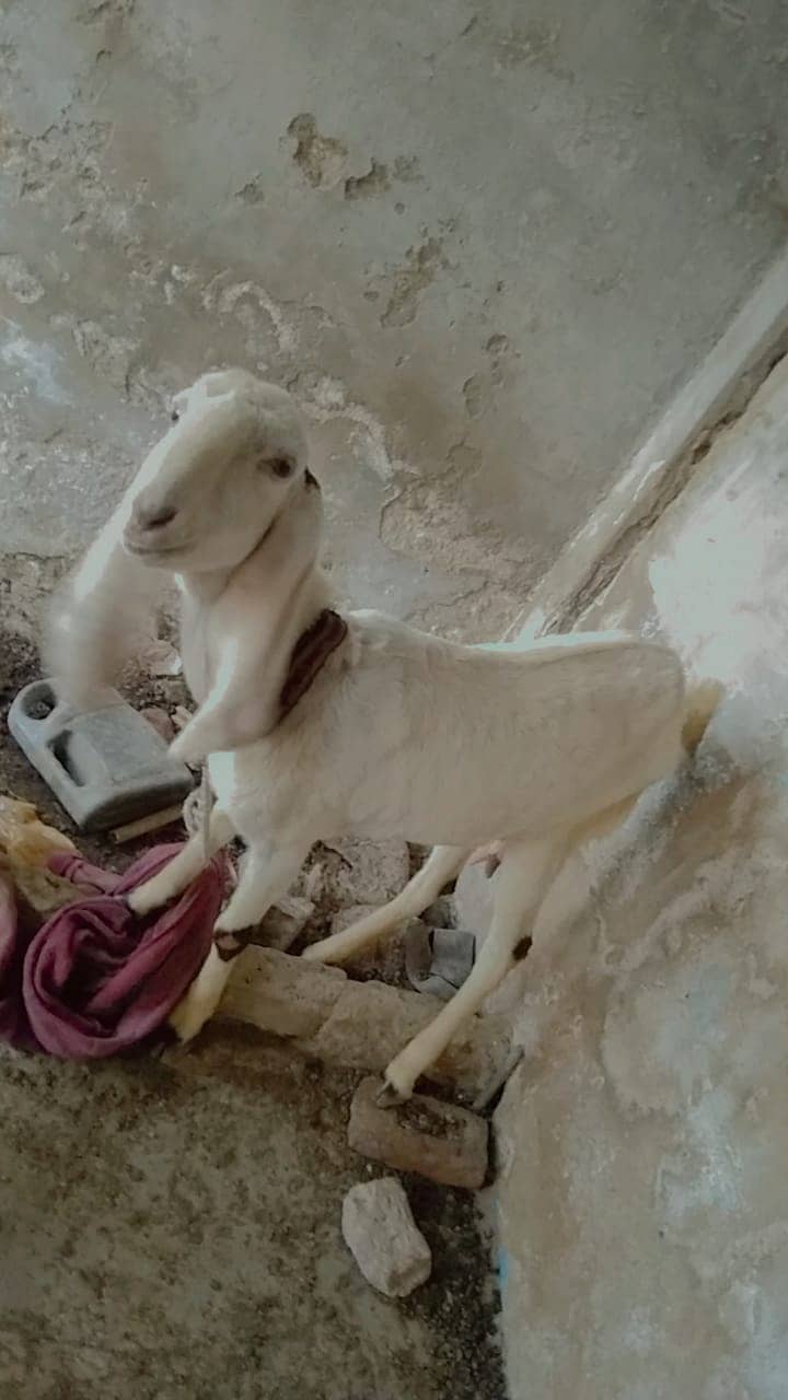 Gulabi bakri 6 dant 1