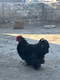 fensi hens pair