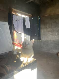 white blue  eye cat urgent for sale phone 0300 5238 936