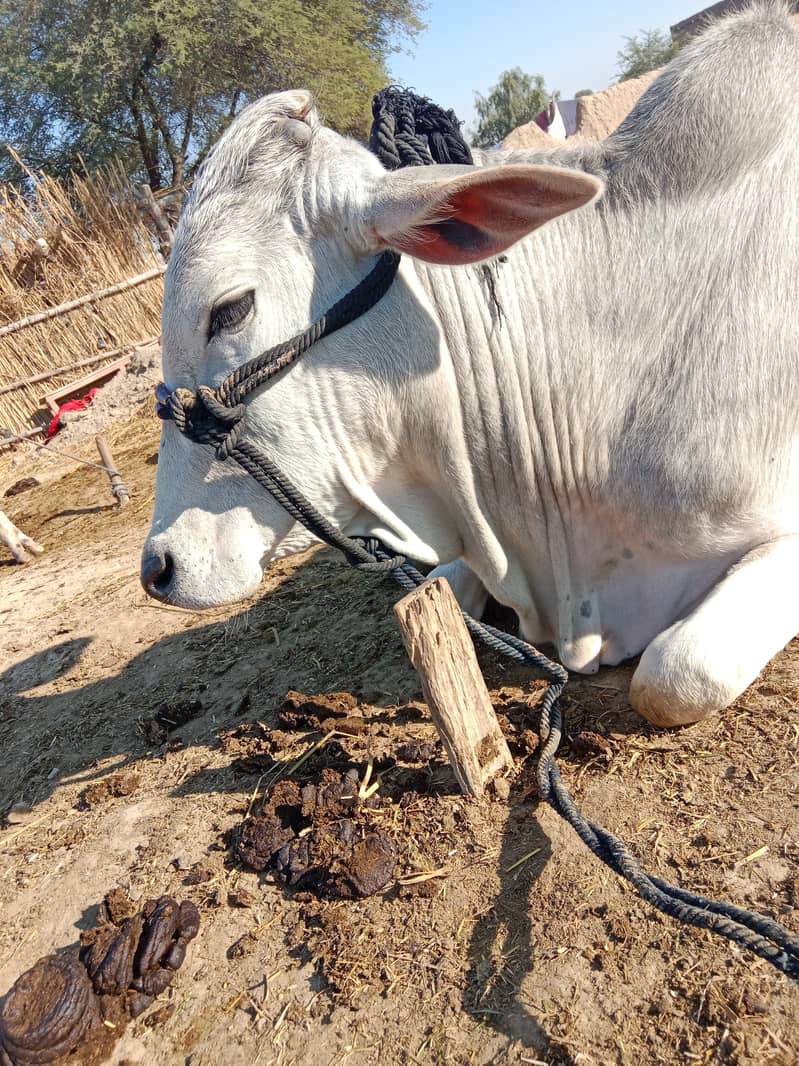 Qurbani Bull for sale 0