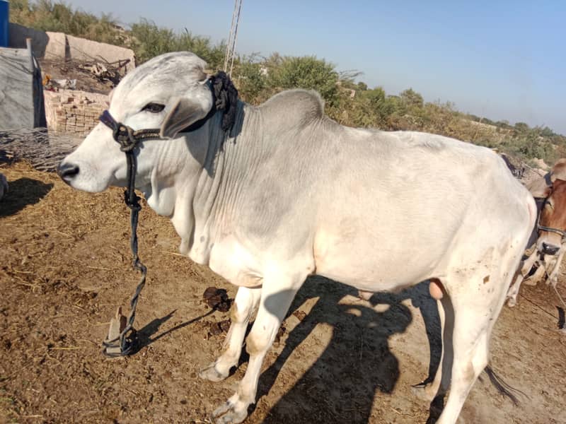 Qurbani Bull for sale 1