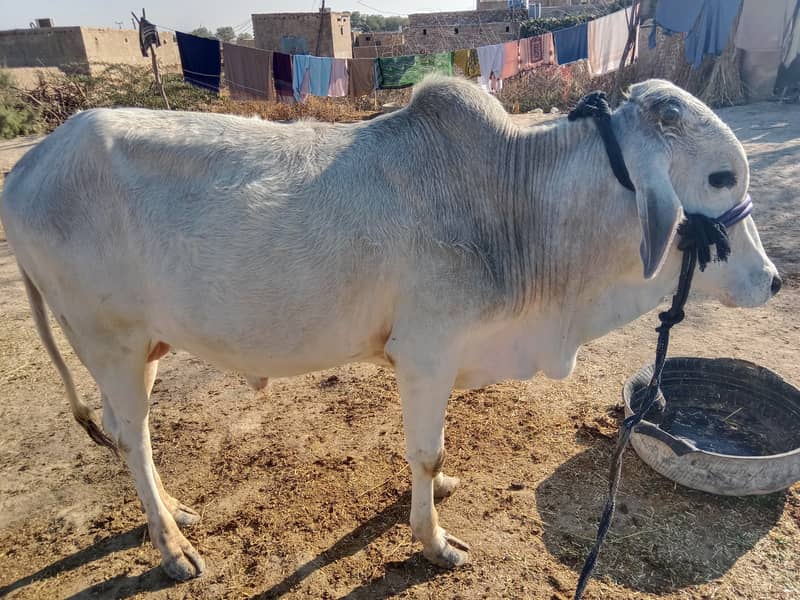 Qurbani Bull for sale 2