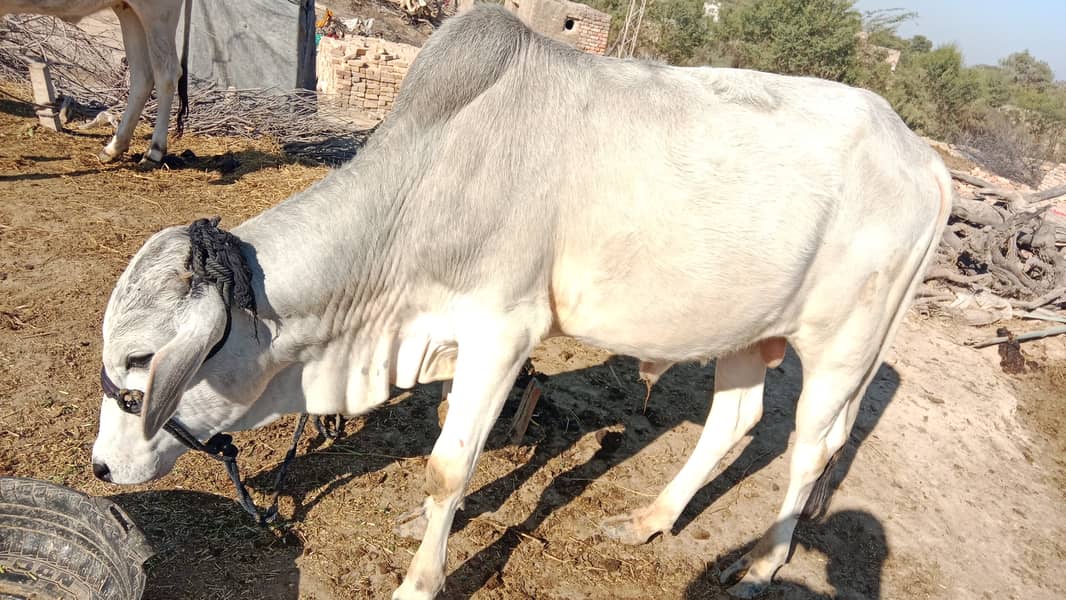 Qurbani Bull for sale 3