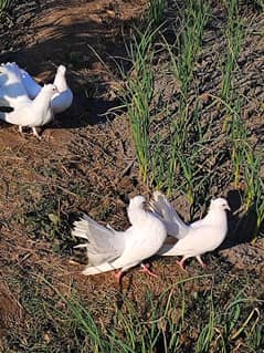 Lucky white pigeons