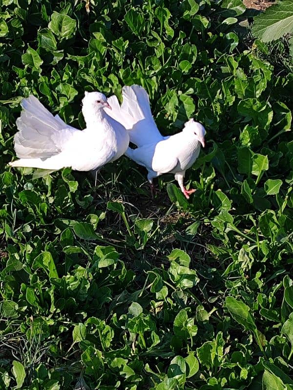 Lucky white pigeons 1