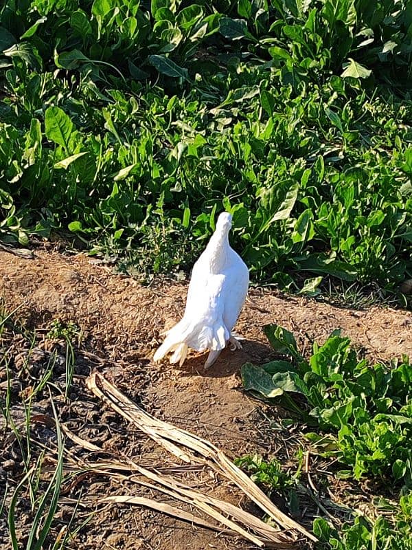 Lucky white pigeons 2