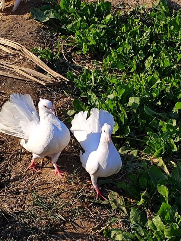 Lucky white pigeons 4